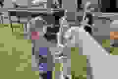 Messenger_creation_70DE83CE-4C3B-49C1-9AAA-817930FADD2D