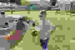 Messenger_creation_A3704570-C065-4C59-A728-FD2D3F484730