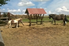 WP_20180626_13_26_49_Pro-crop