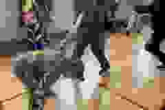 32b8411e-f337-4840-9a27-d94fc3868650